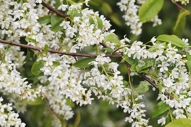 鸟樱桃(Prunus padus)开花